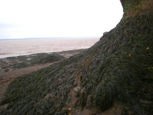 Life clings where it can. The seaweed has tiny bladders filled with air that make it float when the tide comes in.
