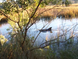 A dolphin made an appearance in the tidal marsh