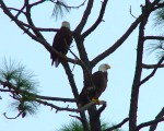 Bald Eagles scan the Gulf