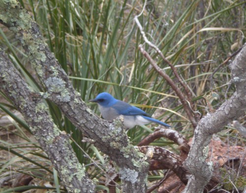 Western bluebird, anticipating the falling of crumbs.