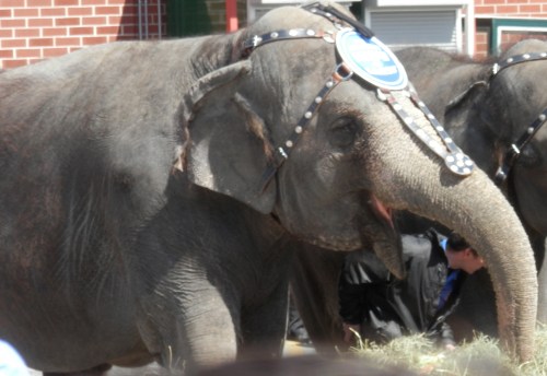 Clearly the eye of a veteran