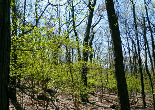 Spring flaunts her green lace petticoat