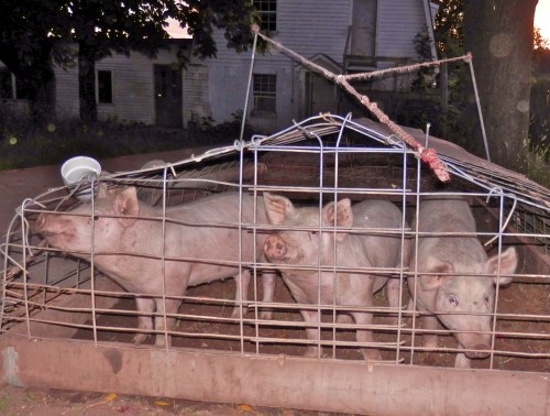 The Welcoming Committee!